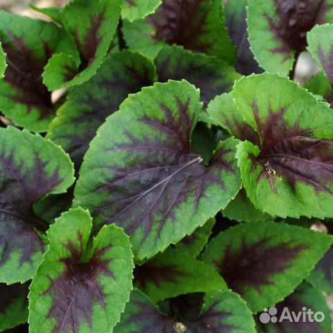 Фиалка гибридная