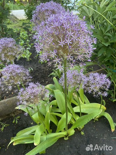 Лук декоративный