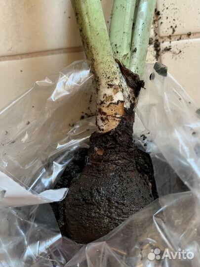 Эухарис амазонская лилия