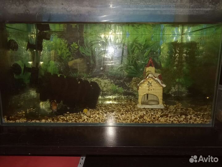 Аквариум с рыбками