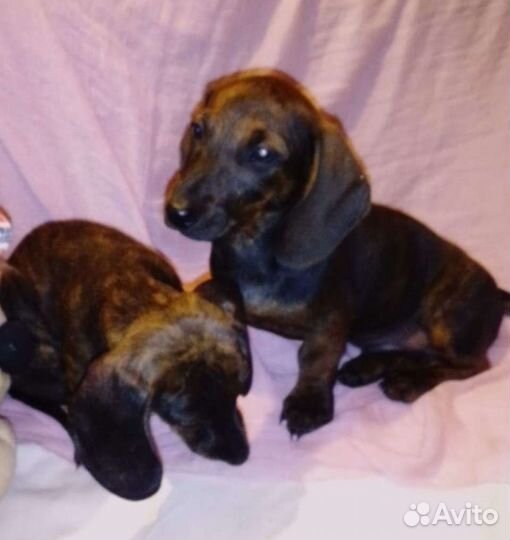 Щенки таксы