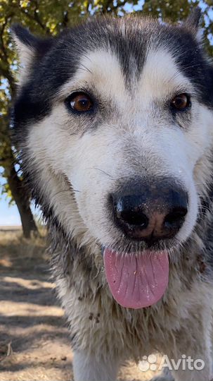 Аляскинский маламут вязка