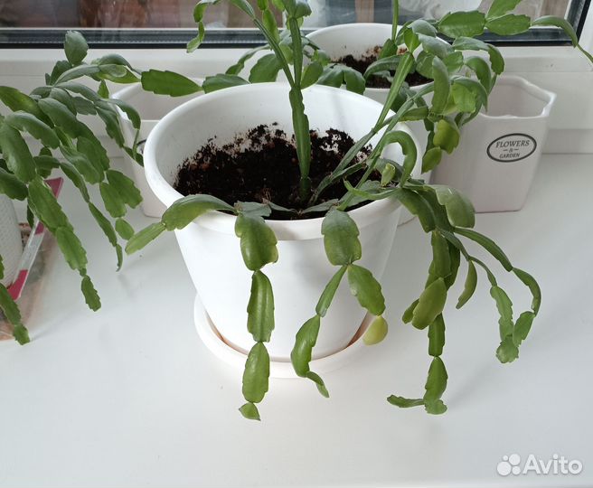 Цветок декабрист