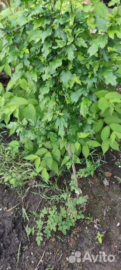 Гибискус на штамбе