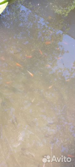 Малек карпа кои и кометы