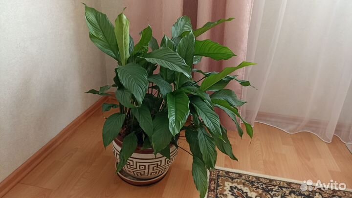 Спатифиллум