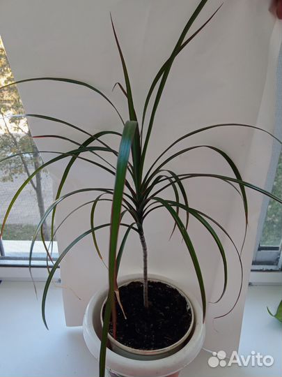 Циссус(березка) и др.комнатные растения