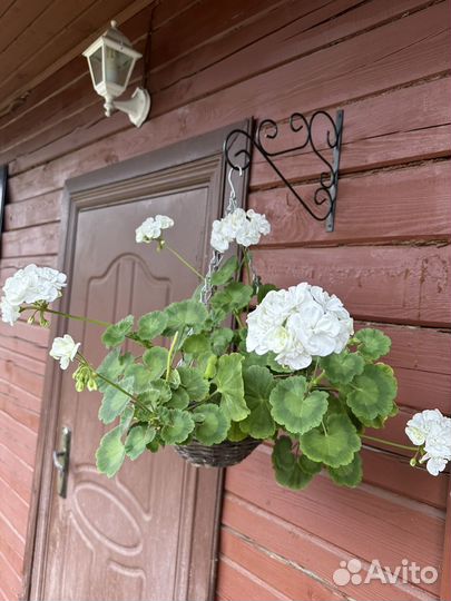 Пеларгония Невеста