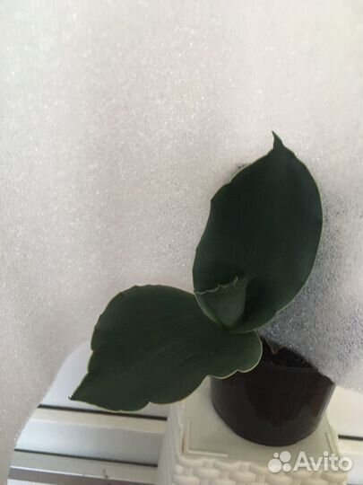 Сансееверия Стар роуз