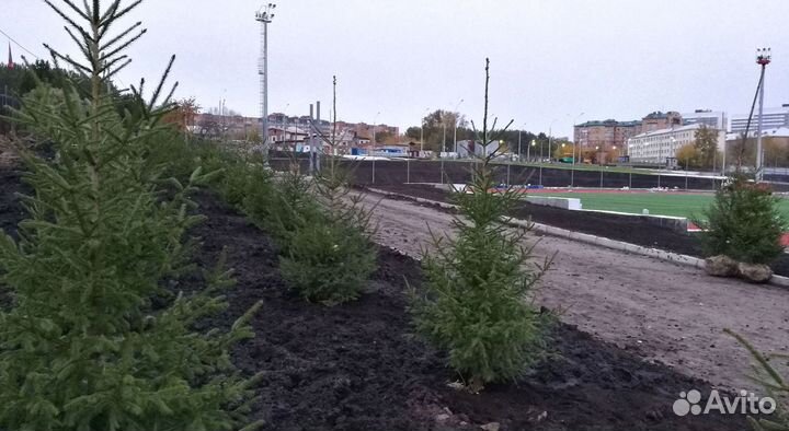 Сибирская ель экстра класс. Саженцы