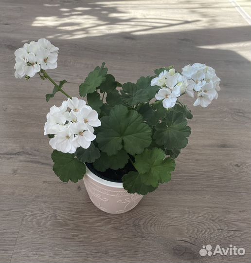 Герань (пеларгония)