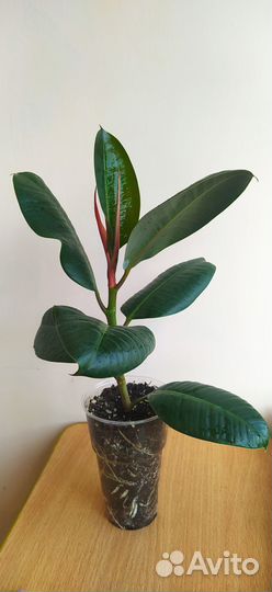 Фикус эластика робуста