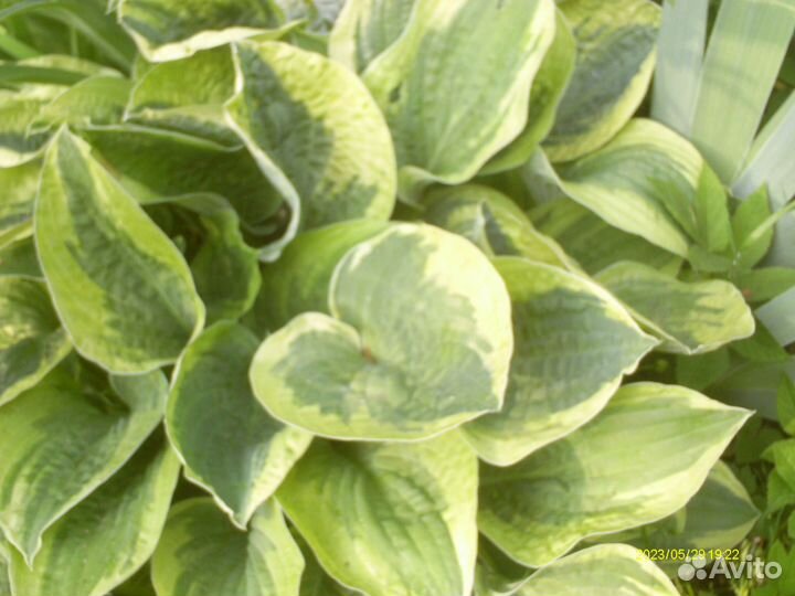 3 вида хост, ирис сибирс., аконит, астра, пион роз