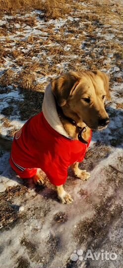 Зимний костюм для собаки