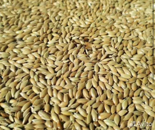 Канареечное семя