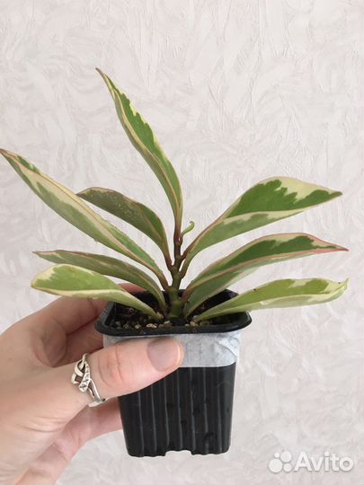 Перпепомия вариегатная