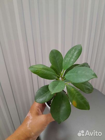 Фикус барокк, даниэль, кинки, твилайт, мокламе