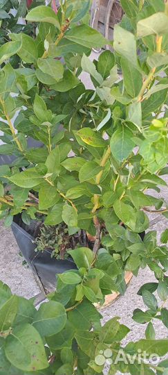 Голубика сорт 