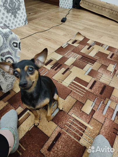 Продам щенка