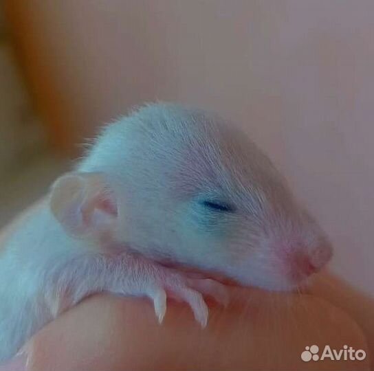 Декоративная крыса дамбо