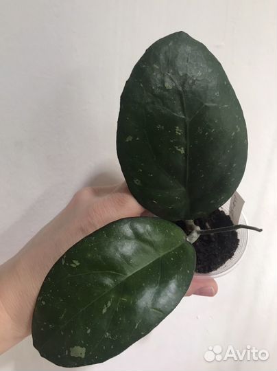 Хойи сортовые