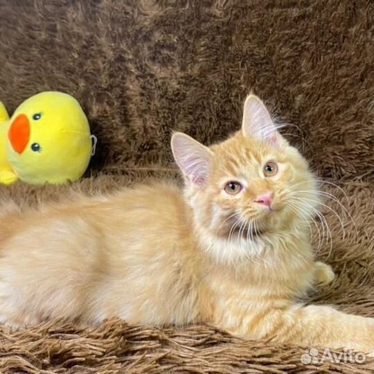 Солнечные мини-рыськи