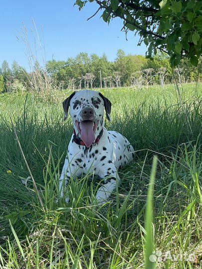 Продается щенок далматина от чемпионов