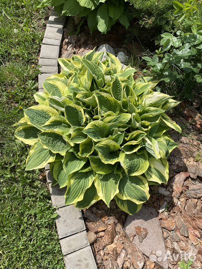 Хоста цветы