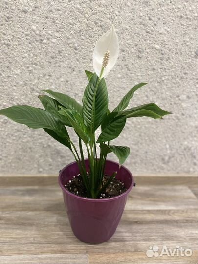 Спотифилум