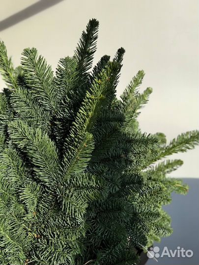 Нобилис ветки оптом