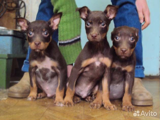 Австралийский келпи (возможна доставка)