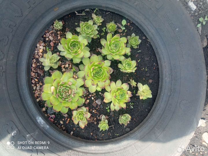 Молодило каменная роза