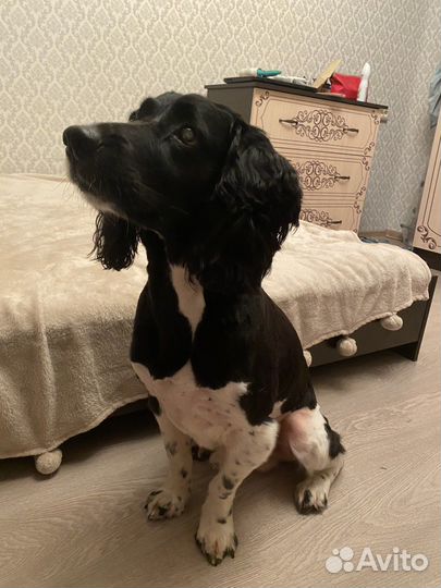 Грумер стрижка собак с выездом на дом