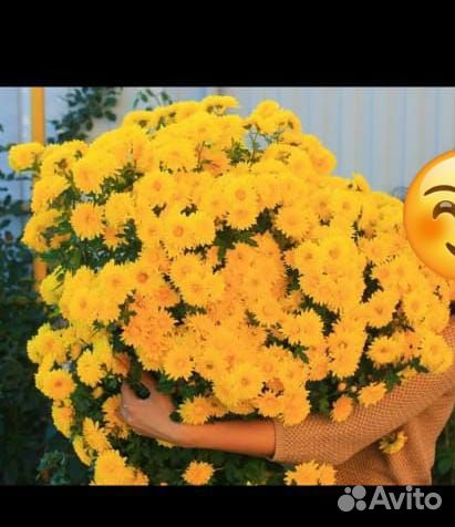 Хризантема