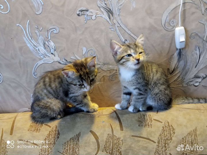 Отдам котят