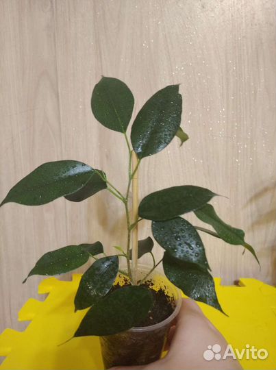 Фикус Бенжамин(отростки)