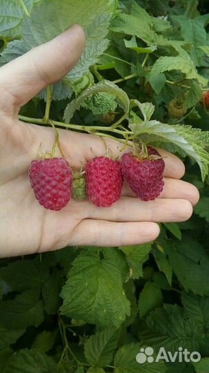 Малина сортовая