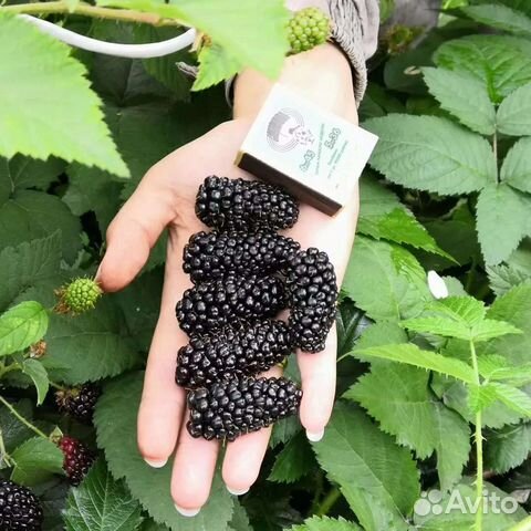 Саженцы ежевики карака блэк купить в Смоленске | Товары для дома и дачи ...