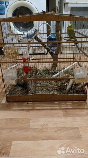 Волнистый попугай