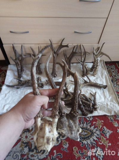 Рога косули на поделки и не только