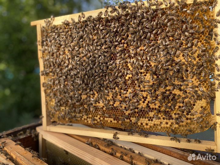 Пчелы и пчелопакеты