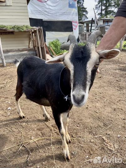 Дойная камерунская коза