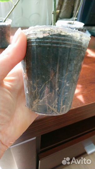 Клеродендрум Томпсона