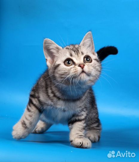 Американские короткошерстные котята