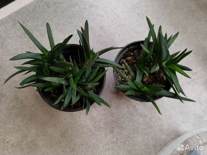 Суккуленты