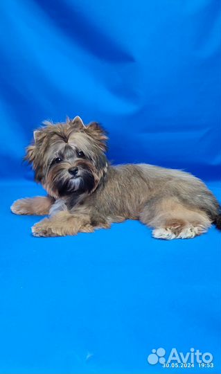 Цветной йорк