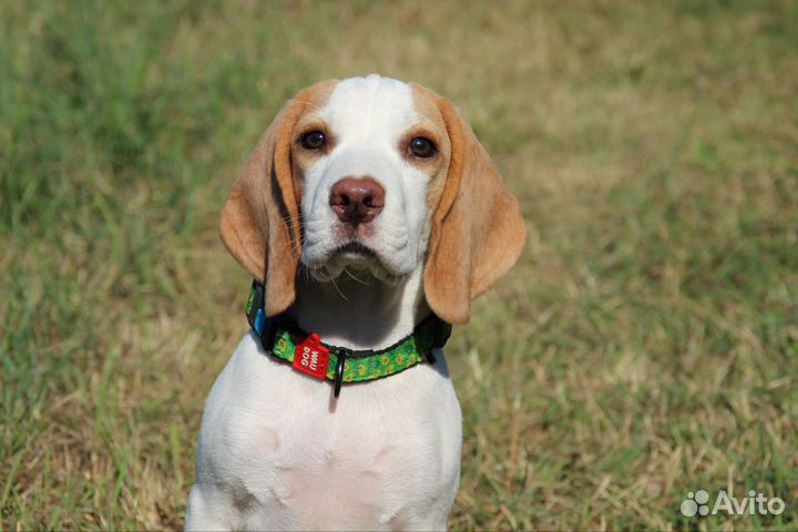 Щенки бигля