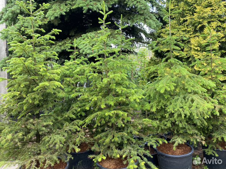 Пихты сибирские 1,5-2,5 м с зкс в горшках 65-90 л