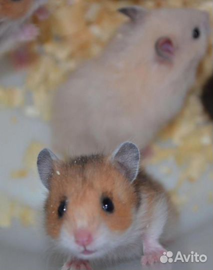 Ангорские и сирийские хомячки