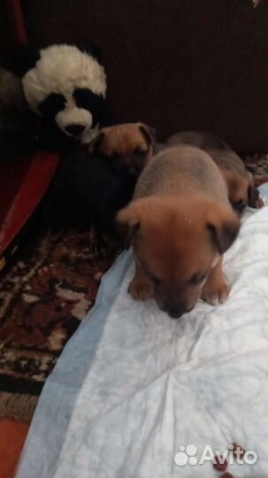 Щенки русской той терьера